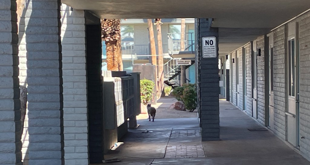 a dog loose in an apartment complexx