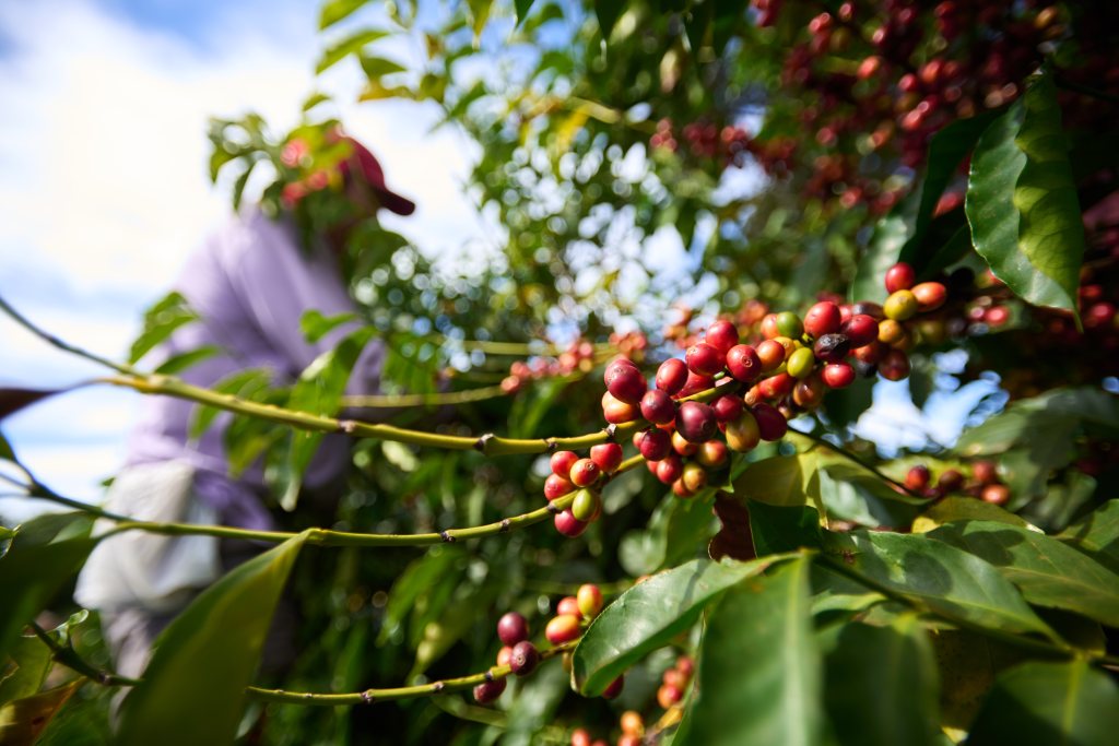 Worker picks coffee from tree.