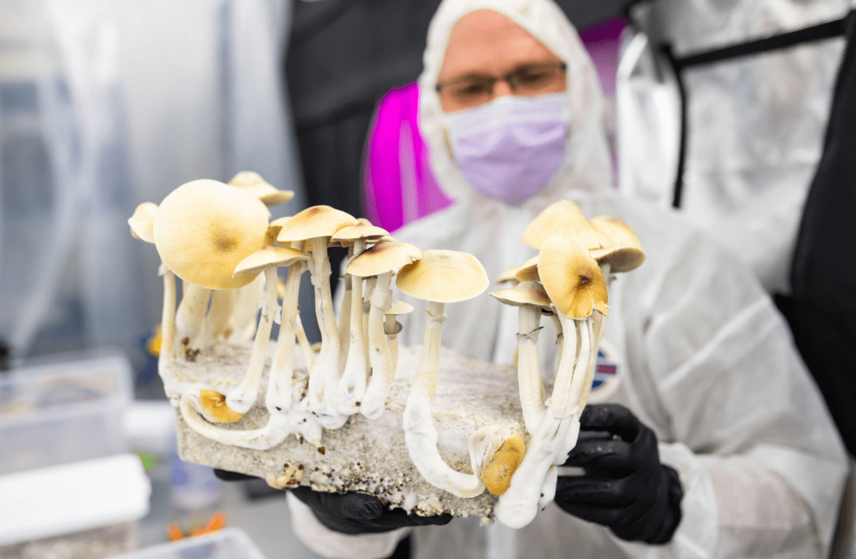 a researcher holding a bunch of mushrooms