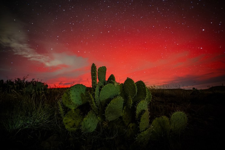 Red and pink auroral glow lights up the Arizona night sky behind a prickly pear cactus during a 2025 northern lights display.