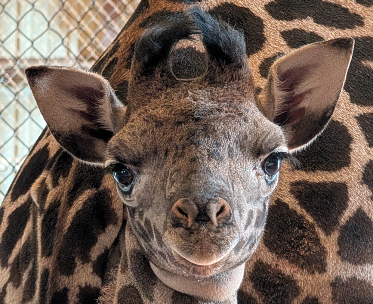 Baby giraffe needs a name: Phoenix Zoo opens voting until Dec. 22