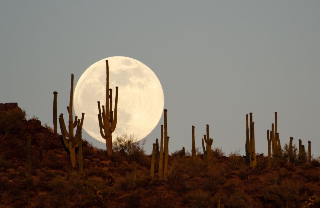A full moon appears behind some cactus.