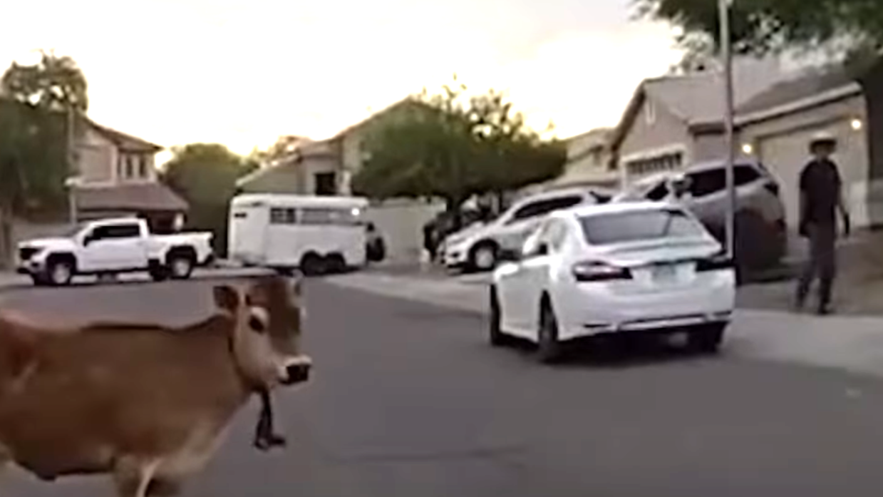 a cow stands in a residential street