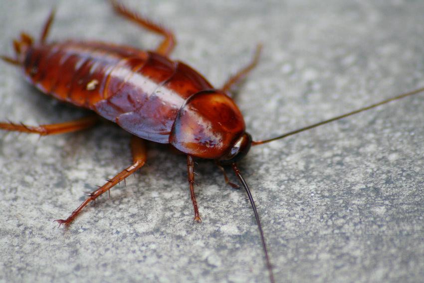 Roaches and mold: The 11 worst Phoenix restaurant inspections in April