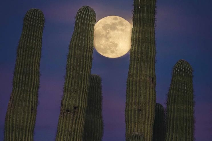 Full moon shining between several saguaro cacti against the night sky in Arizona.