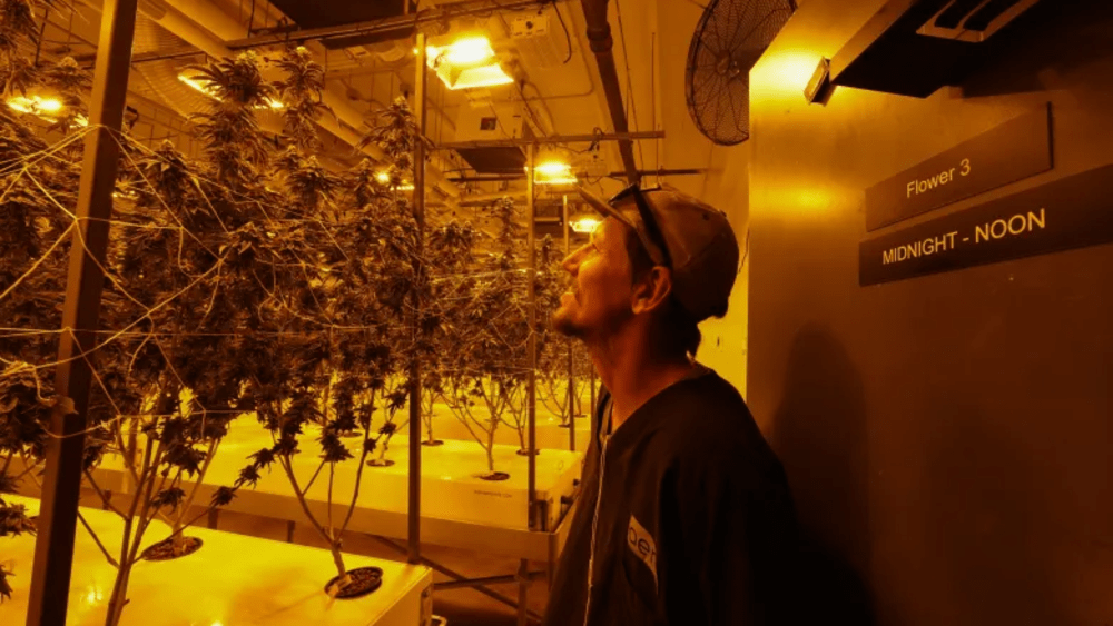 Chuck Krammer, flower manager at Aeriz, checks plants ready for harvest in the summer seasonal light room in their Phoenix growing facility on June 4, 2026.