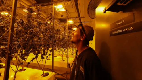 Phoenix company grows weed without any seeds or soil
