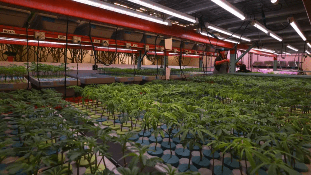 Adolescent cannabis plants in a climate-controlled room are misted in at the Aeriz growing facility in Phoenix on June 4, 2026.