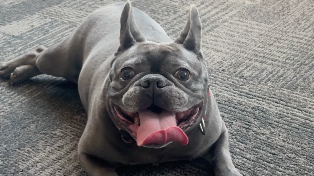 a gray french bulldog named oso