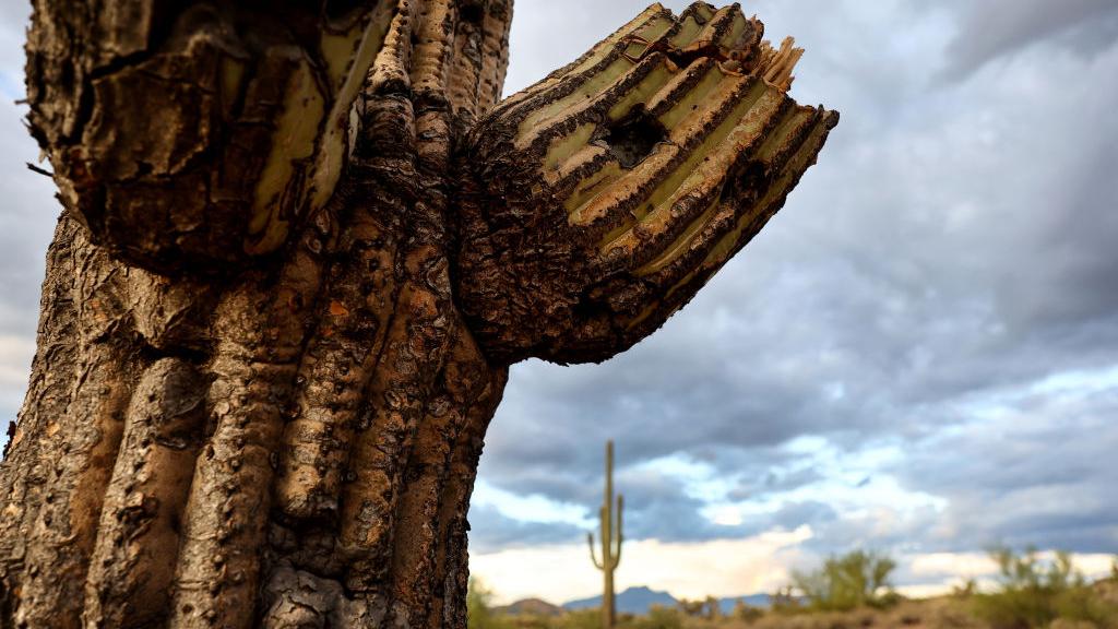 A stressed saguaro cactus with a fallen arm