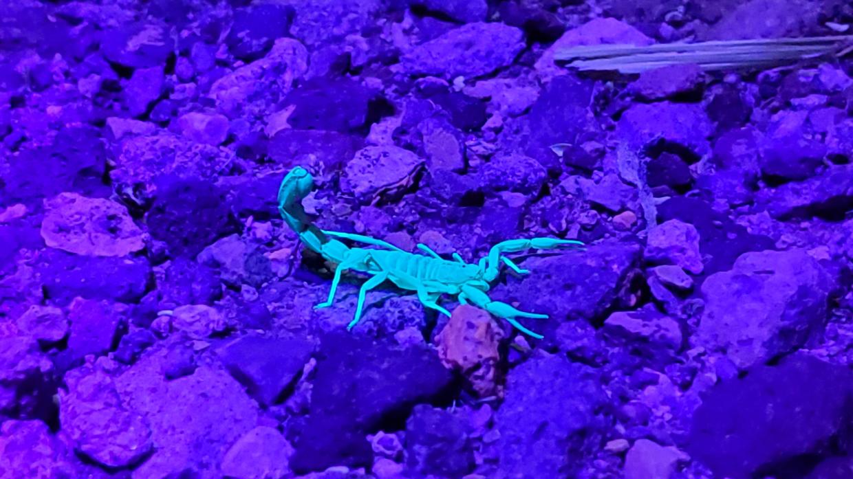 a scorpion on rocks under a blacklight