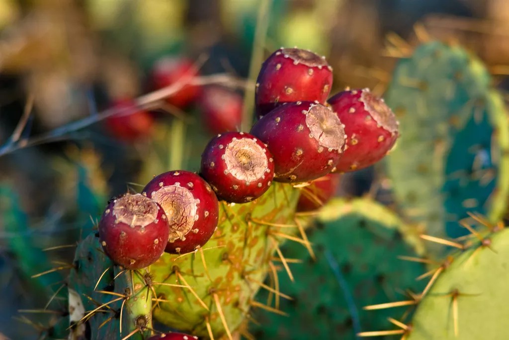 A Celebration of Arizona Food Culture in Tucson Over Labor Day Weekend
