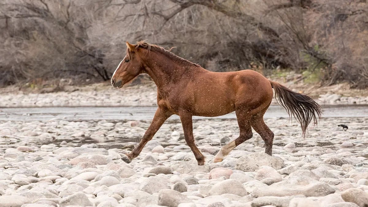 a brown horse running on the sand