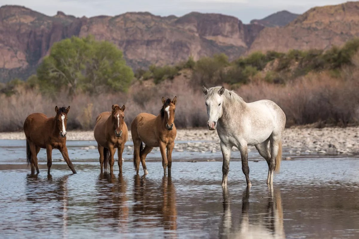 wild horses in a river