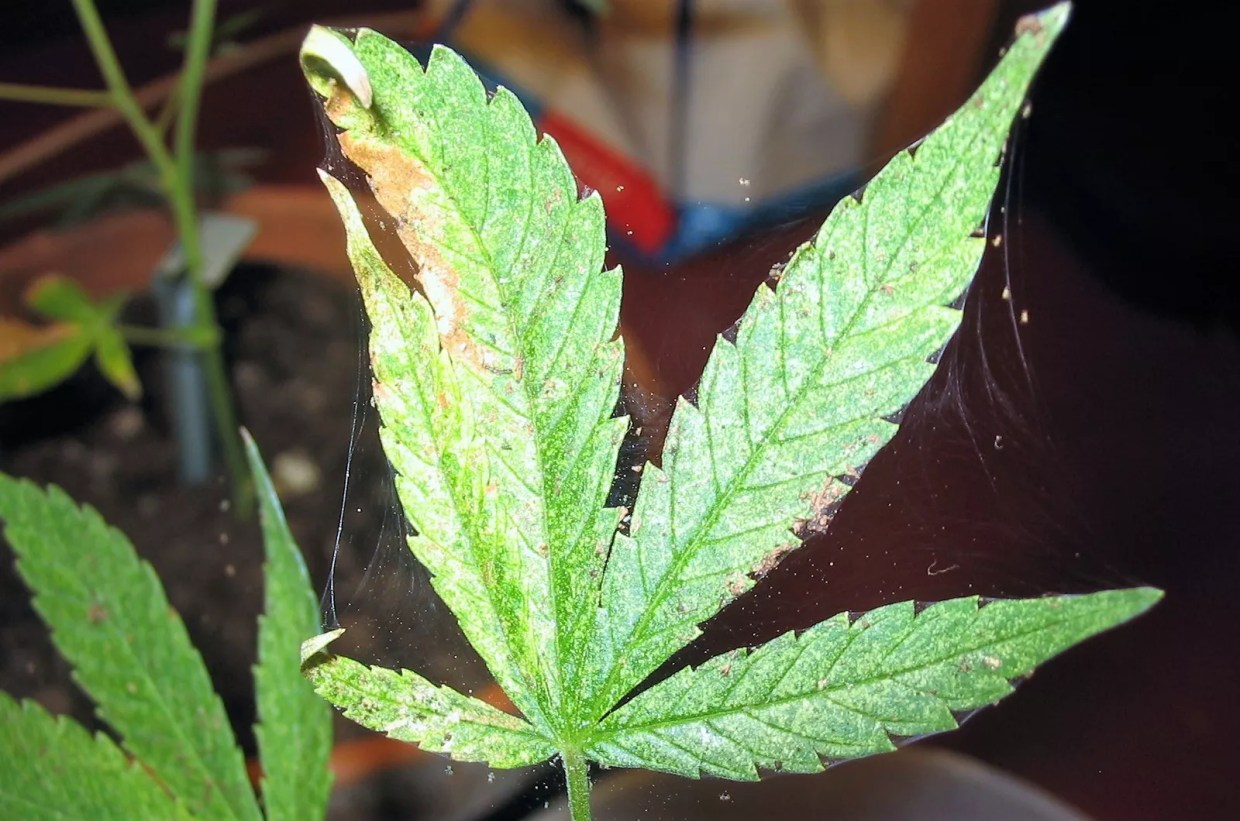 Arizona Man Arrested for Possession Surprised to Find State Didn’t Legalize Marijuana