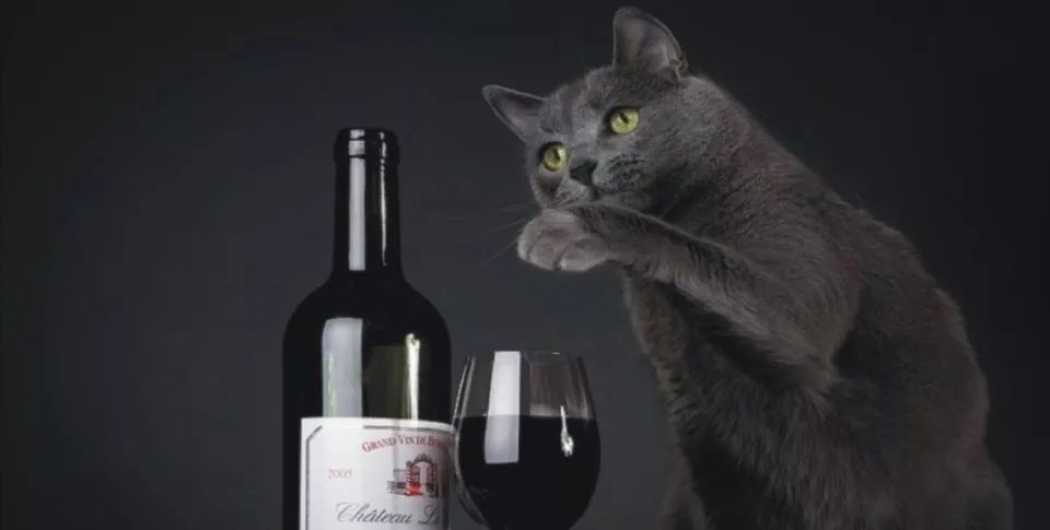 La Gattara Cat Café is Finally Coming to Tempe and We’ve Got the Opening Date