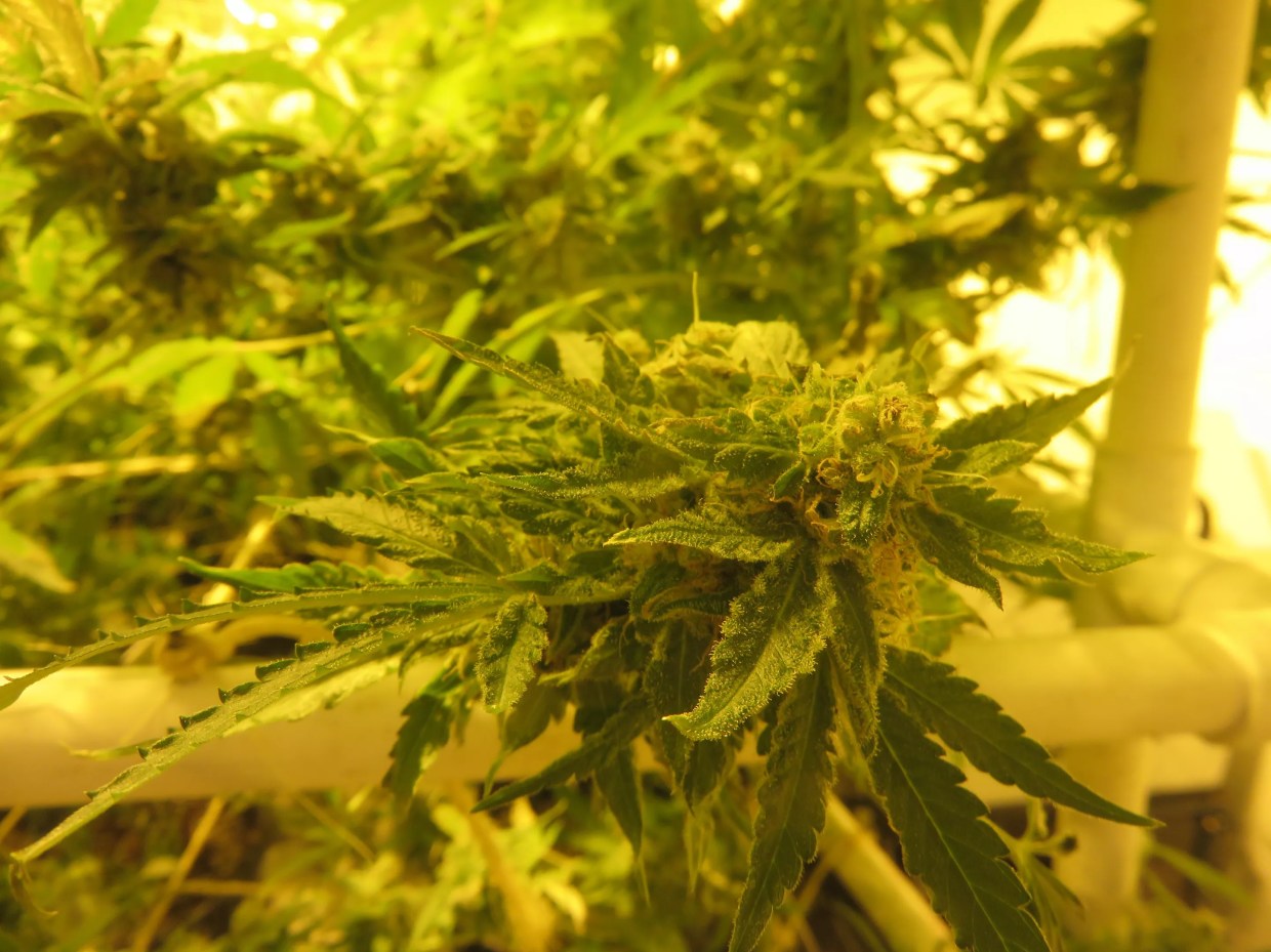 First Marijuana Testing for Vets with PTSD Underway in Phoenix; Volunteers Wanted