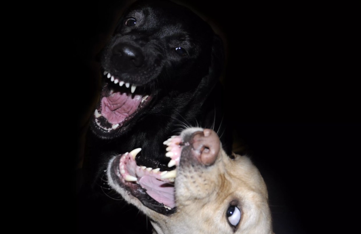 $500K for Dog Attack? Celebrity Lawyer Perry Wander Takes Case of Swedish Women Mauled in Arizona