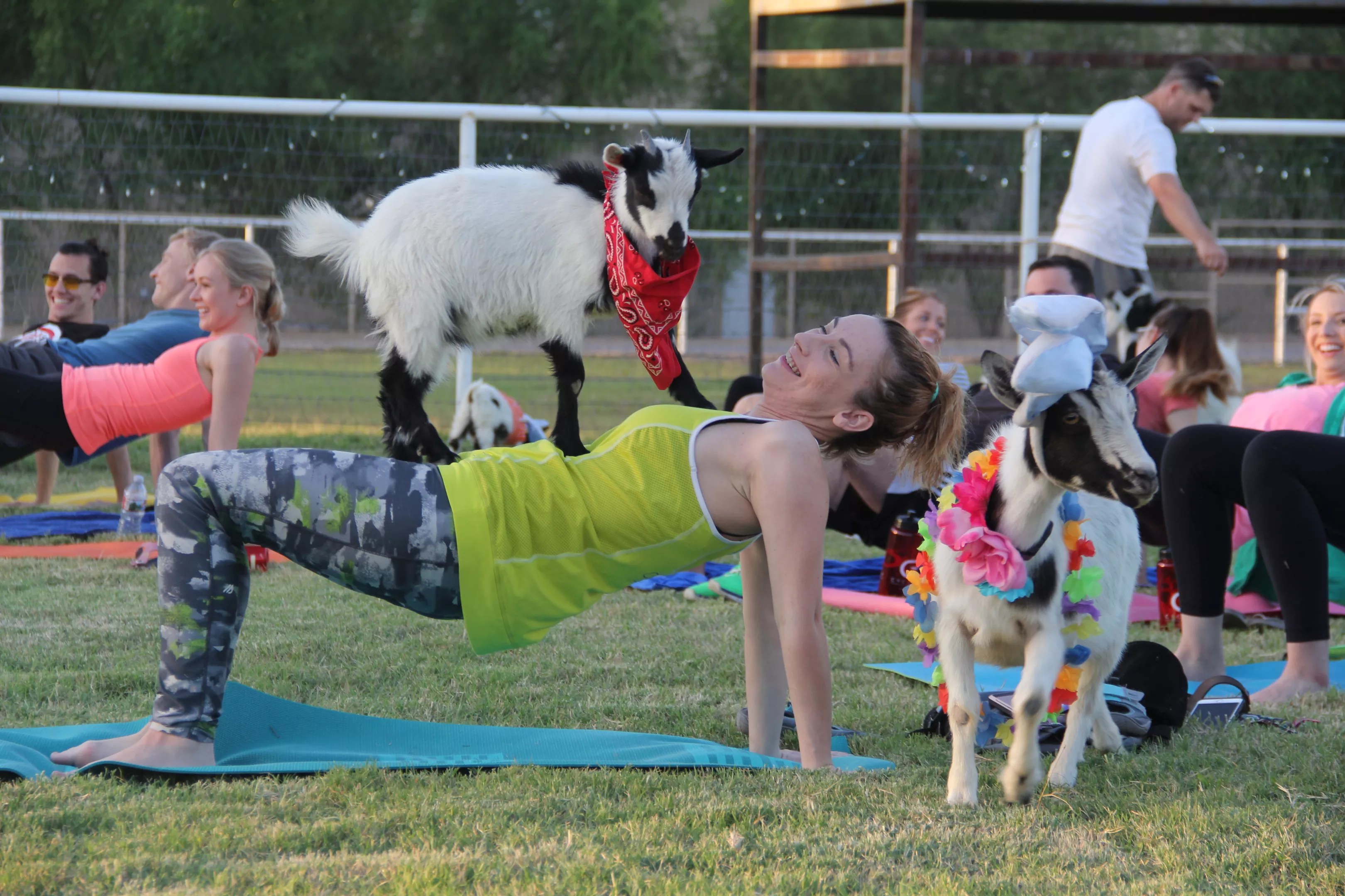 A woman doing goat yoga.