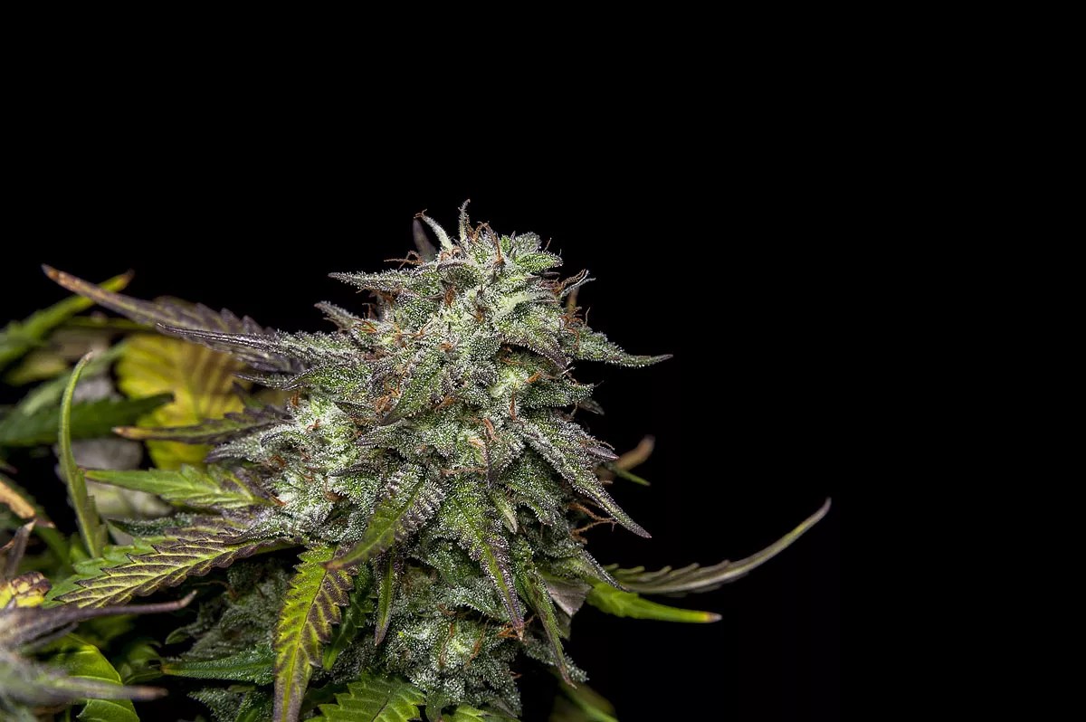 Cannabis Group Drafts Rival Plan to Legalize Pot — But Can It Woo Legislators?