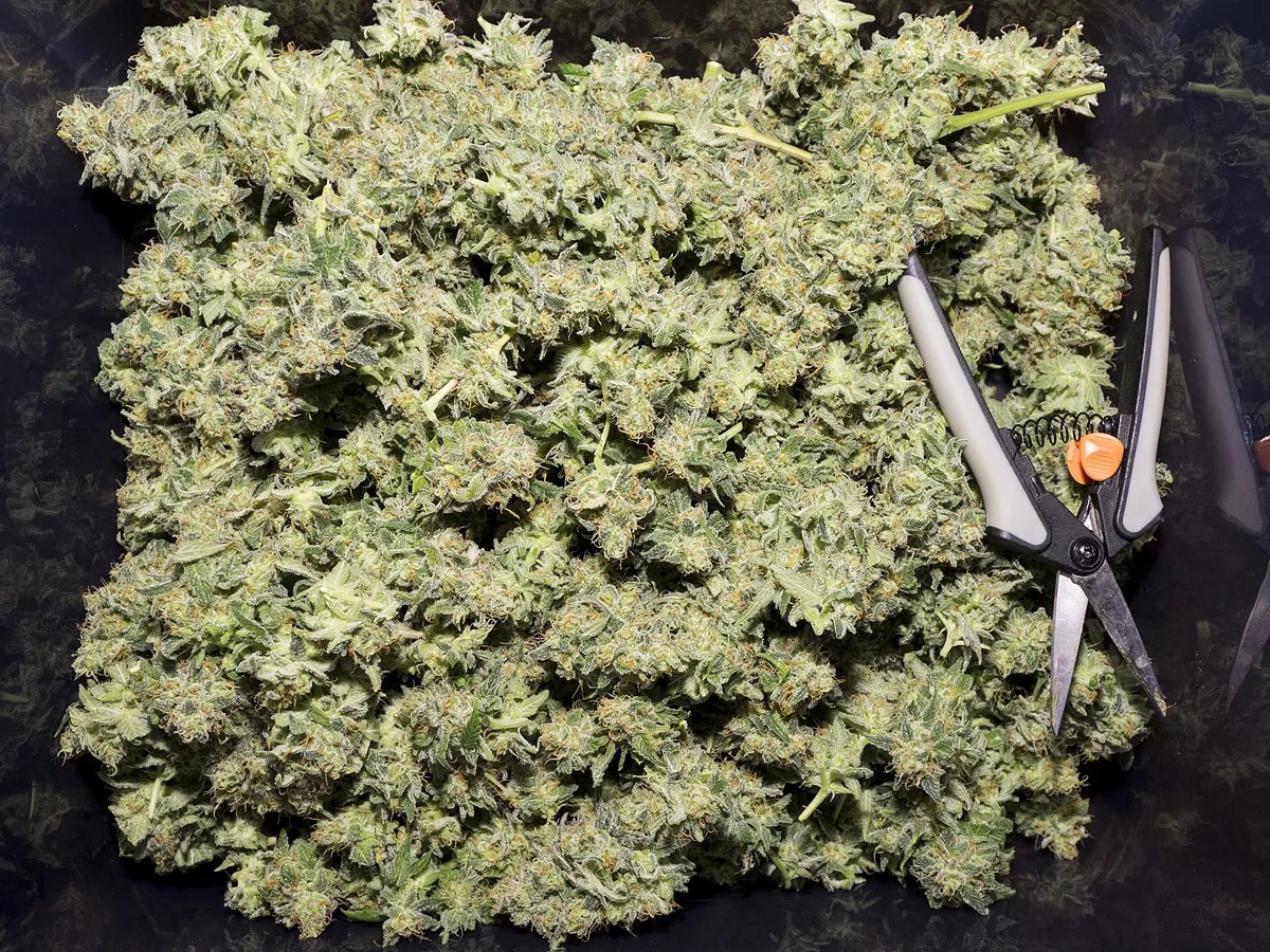 Arizonans Consumed 61 Tons of Medical-Marijuana Products in 2018 – a Record High