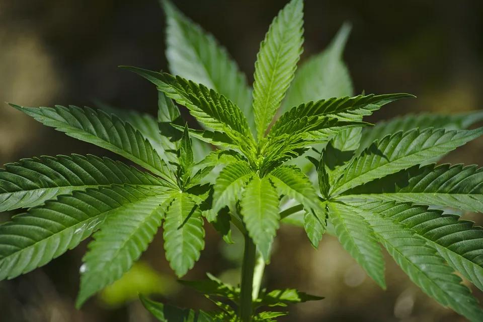 Big Green: Marijuana Merger of Harvest, Cultivation Company May Bear Fruit for Patients