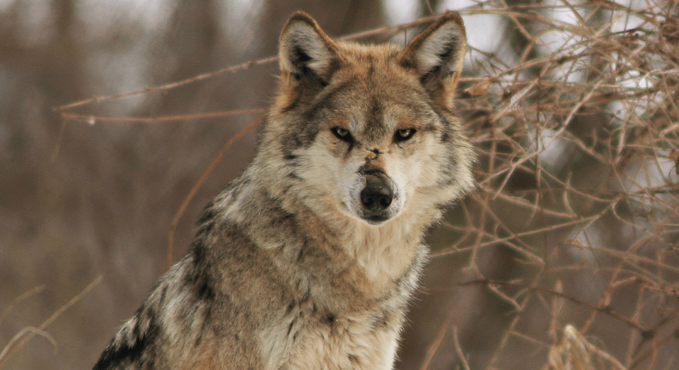 Trump Administration Apparently Not Afraid the Big, Bad Mexican Wolf Will Become Extinct