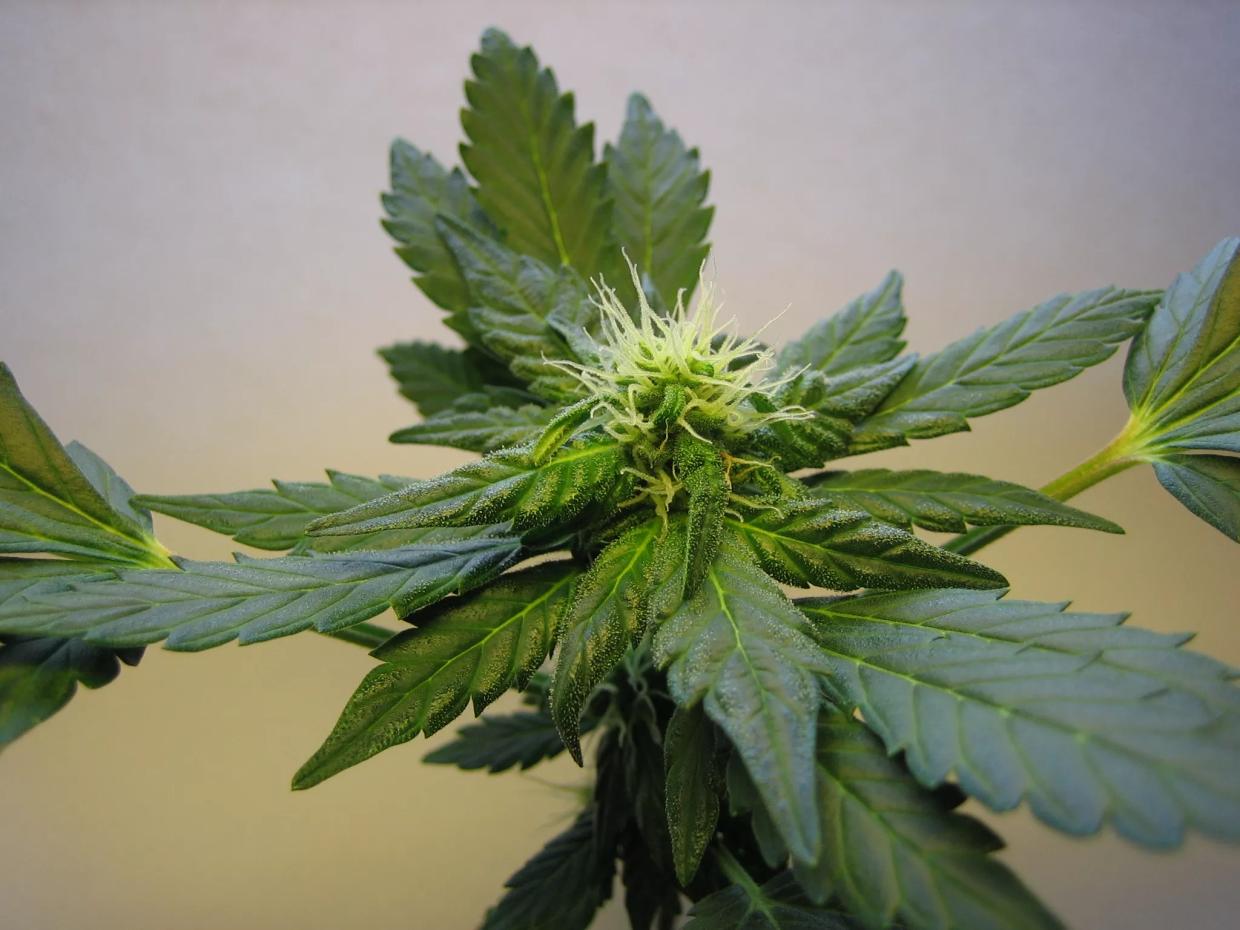 Target Pulls the Hemp Oil Product That DEA Opposes From Online Store