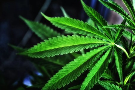 Cannabis businesses could get a big tax break if weed is rescheduled