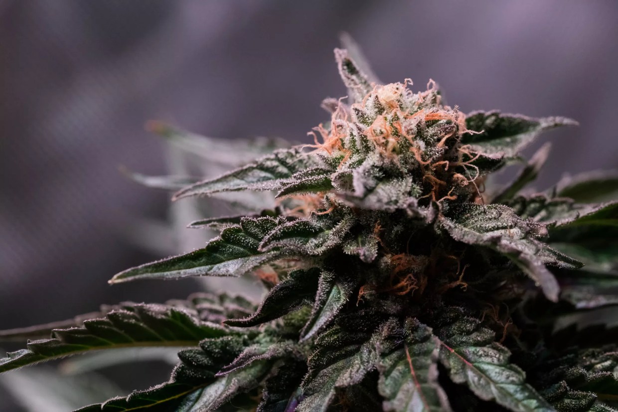 Medical Marijuana Not a State Crime on College Campuses, AZ Supreme Court Rules