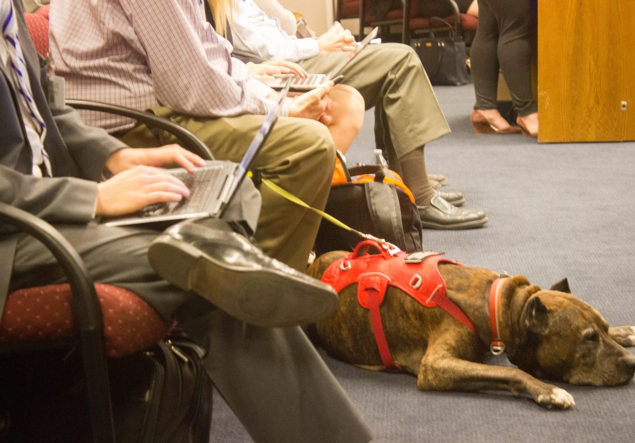‘Fake’ Service Dogs? AZ Republicans Want $250 Fine; Disability Advocates Opposed