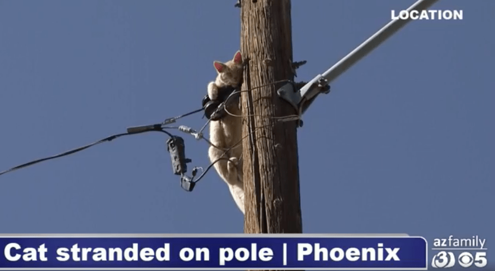 Another Cat Got Stuck On Another Pole Today