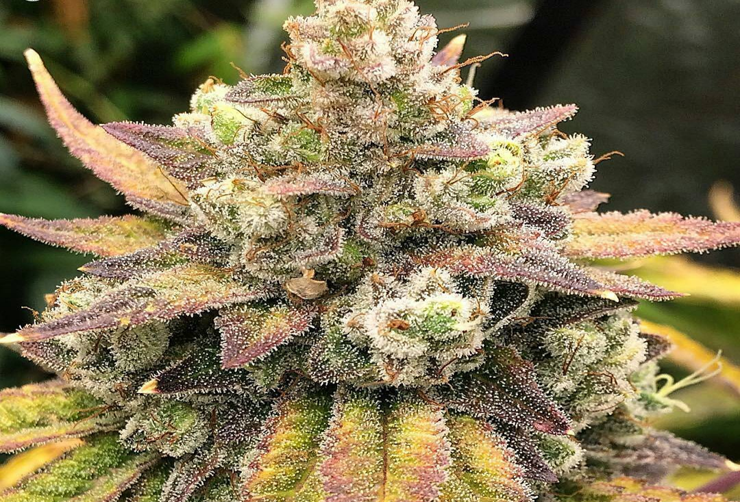 ‘This is Progress:’ AZ Dispensaries Praise Trump’s Support for State Marijuana Laws