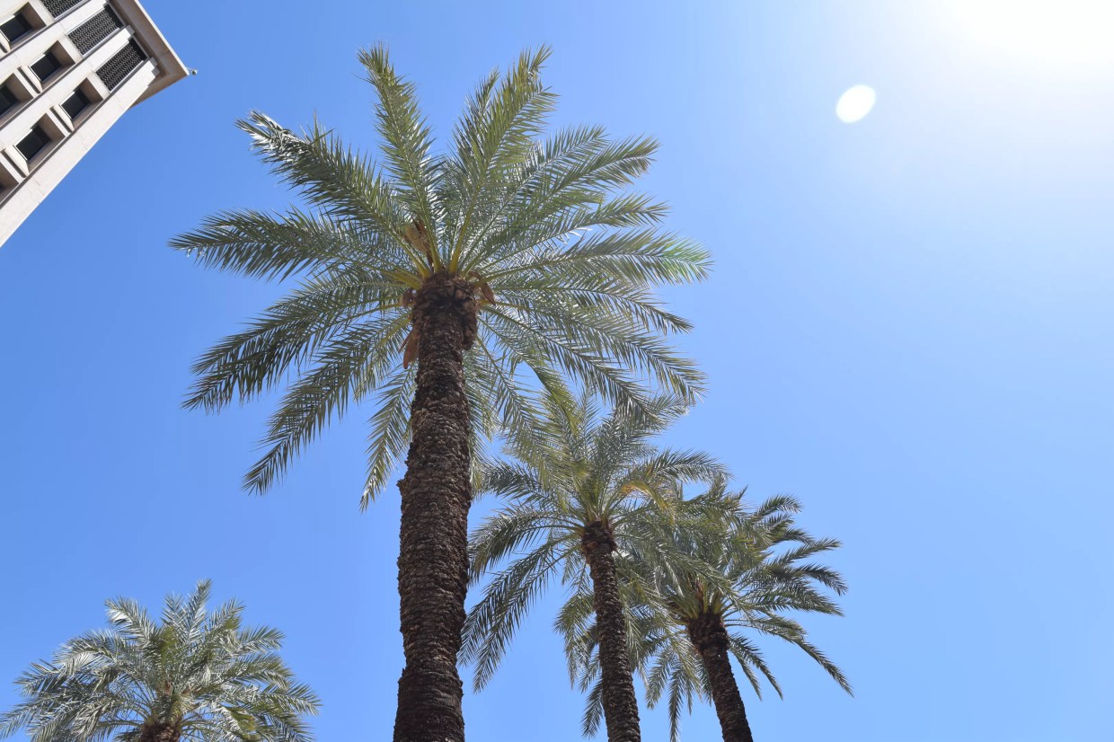 Phoenix Could be Cooler With More Trees, But City Lets Leafier Shade Plans Wither