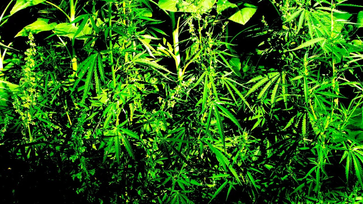 UPDATE: Governor Doug Ducey Signs Arizona Hemp Bill