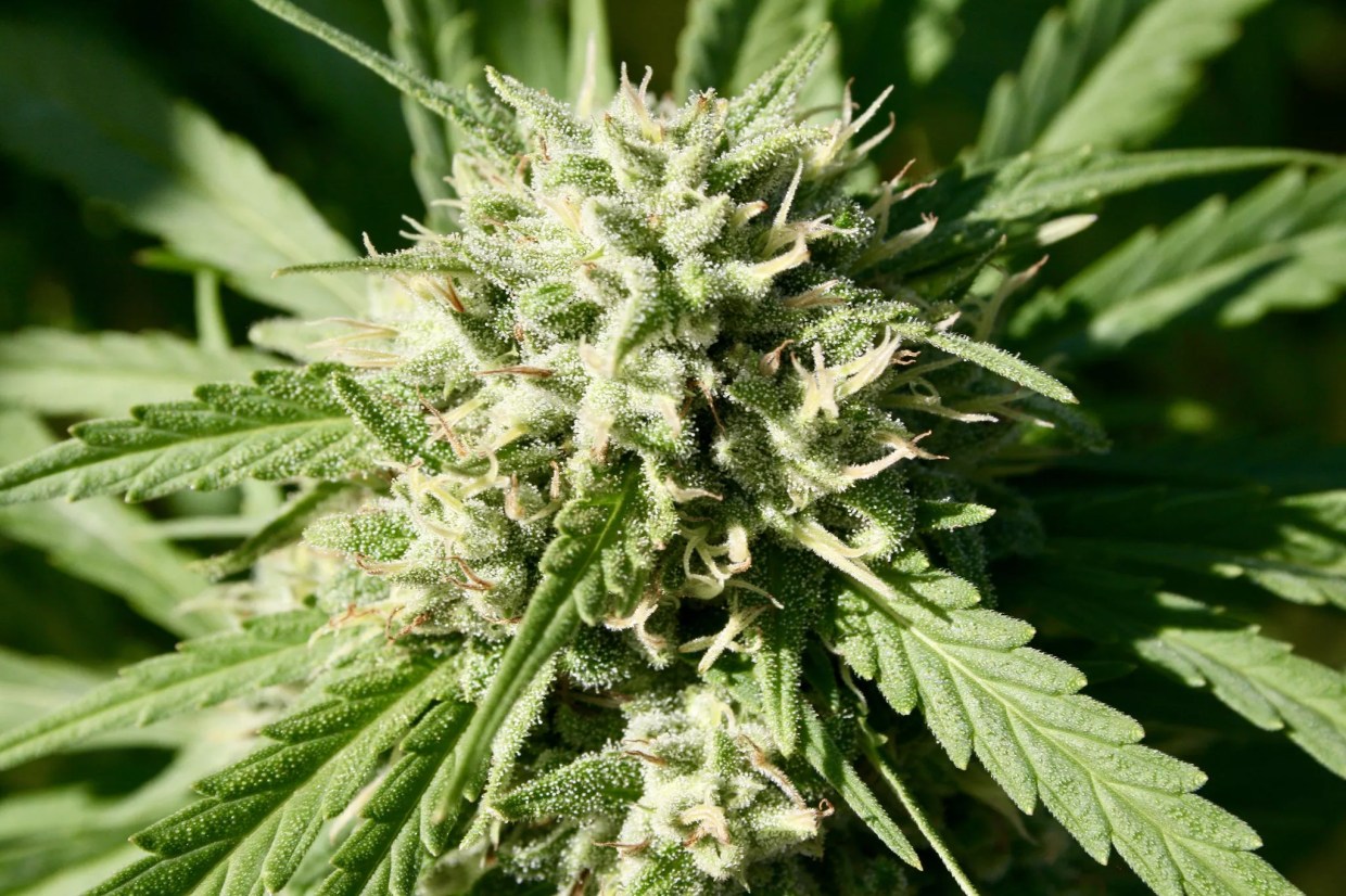 Cannabis Group Has High Opinion of Many Arizona Primary Winners