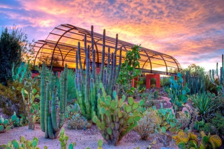 Desert Botanical Garden in Phoenix offers monthly free day