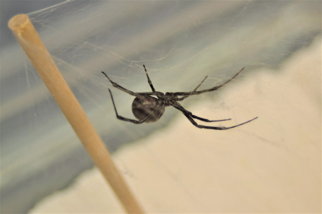 City Spider: How Black Widows Thrive in a Warmer, Urbanized Environment