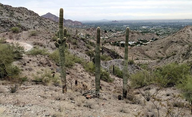 Three Arrested for Shooting at Piestewa Peak Cactus