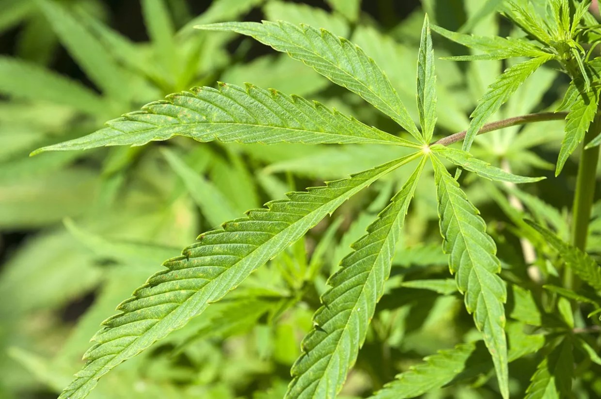 Arizona Medical Marijuana Program Hits Record High Number Before 4/20