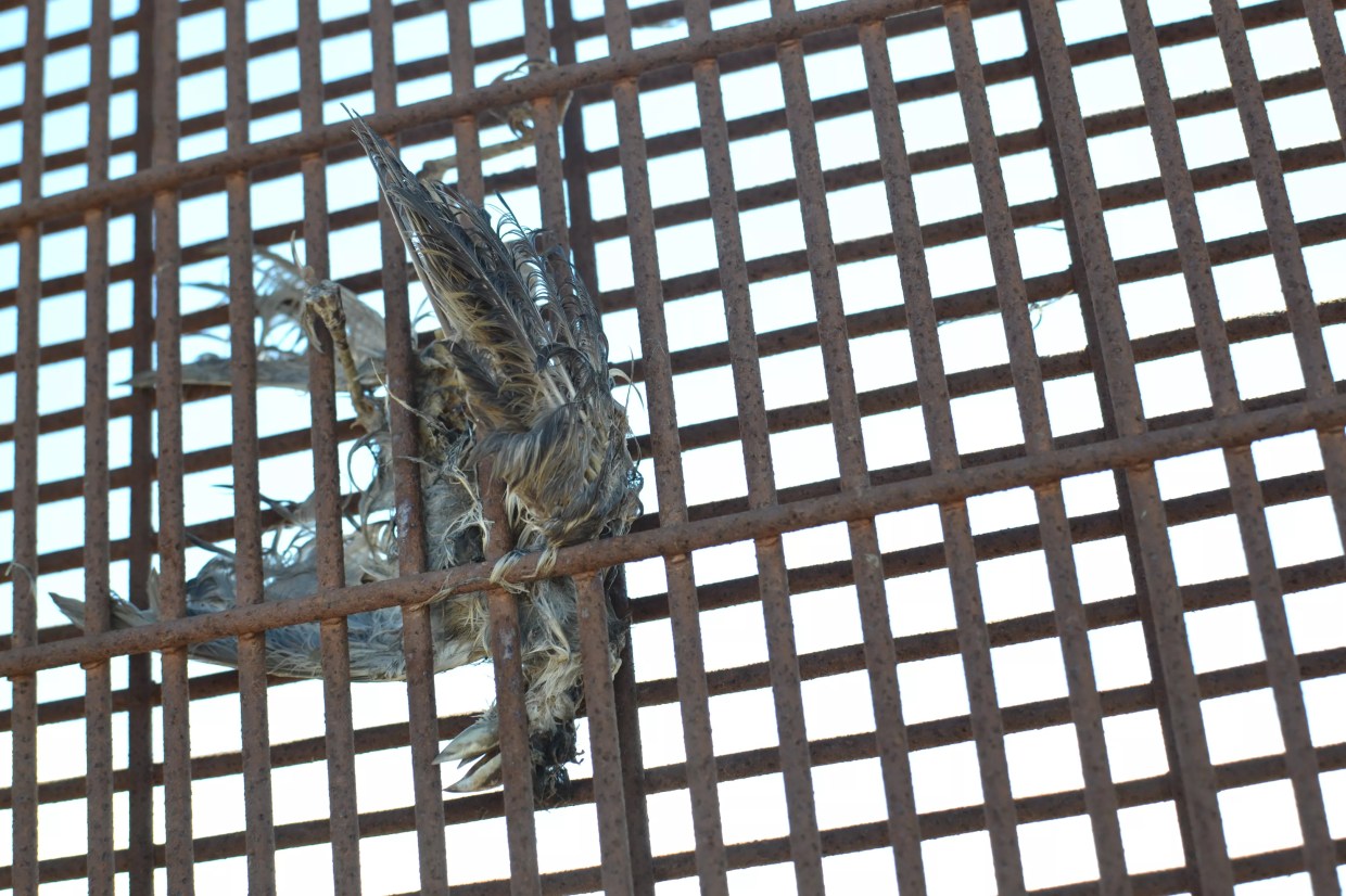 Existing Border Barrier Already Destroying Environment as Activists Fight Trump Wall