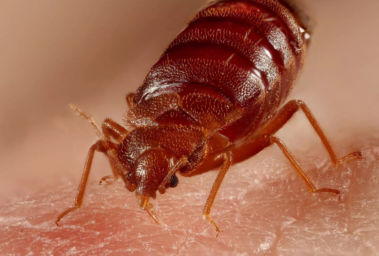 Arizona DES Satellite Office Infested With Bedbugs, Agency Confirms