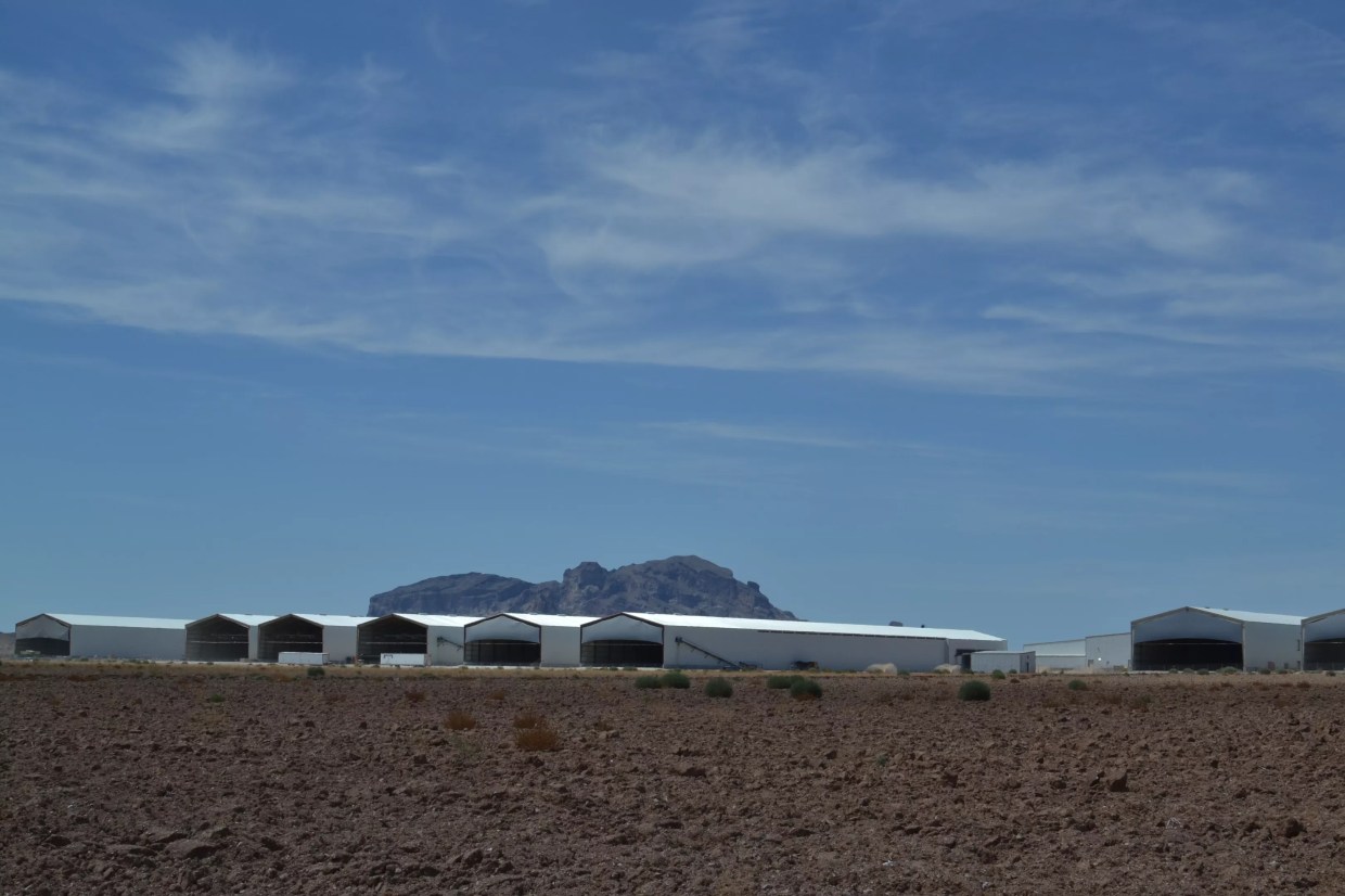 Hickman’s Family Farms to House Arizona Inmate Workers During COVID-19 Pandemic