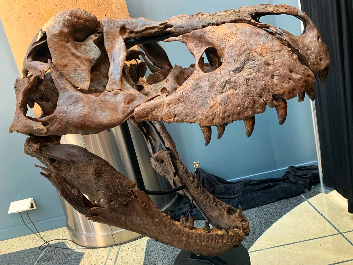 Victoria’s Secret: A T. Rex Arrives in Phoenix