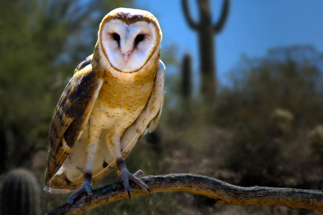 The 12 Songs of Arizona Christmas: Two Turtle Doves