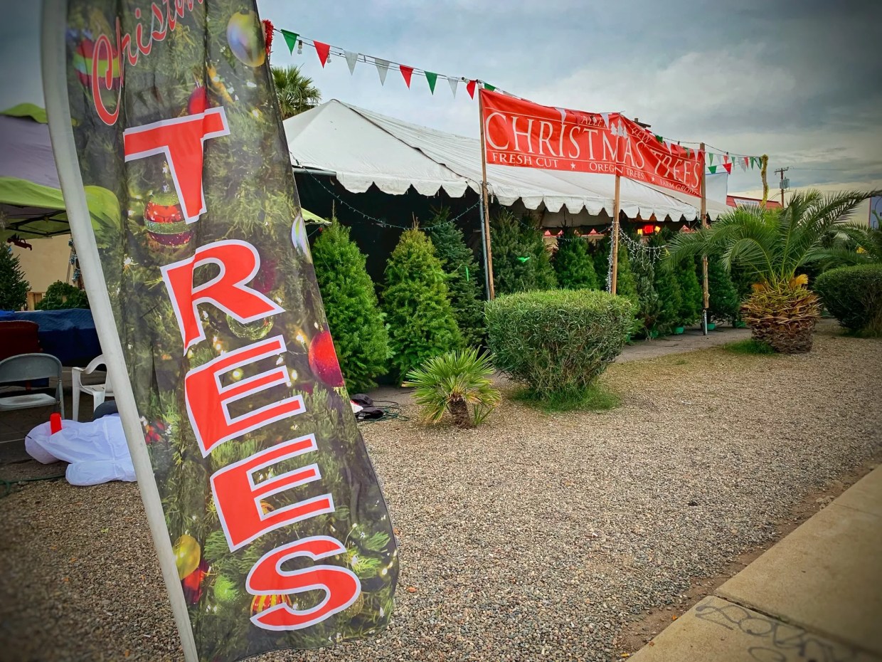 On Pines and Needles: Stories From a Christmas Tree Lot