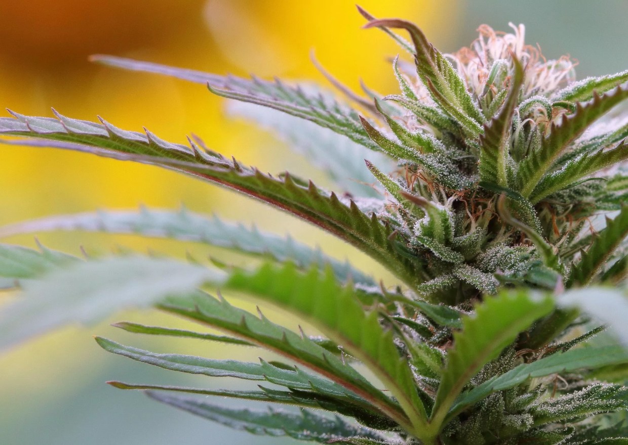 How to Test Marijuana in Arizona? State-Appointed Council Issues Recommendations