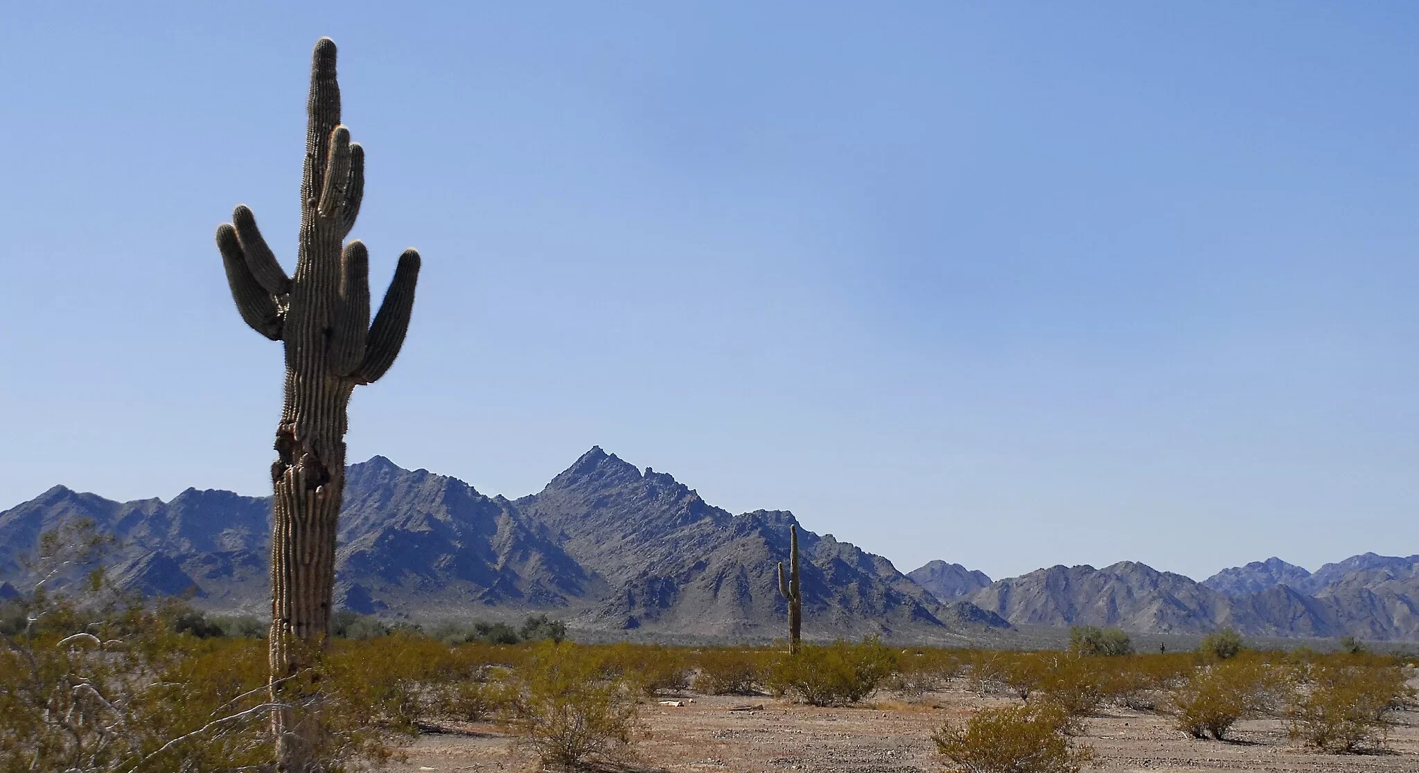 a cactus against a desert landscape