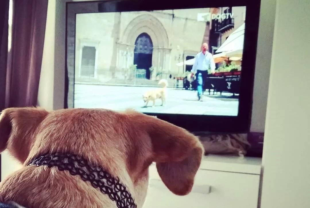 Canine Content: DOGTV Is Here to Stay