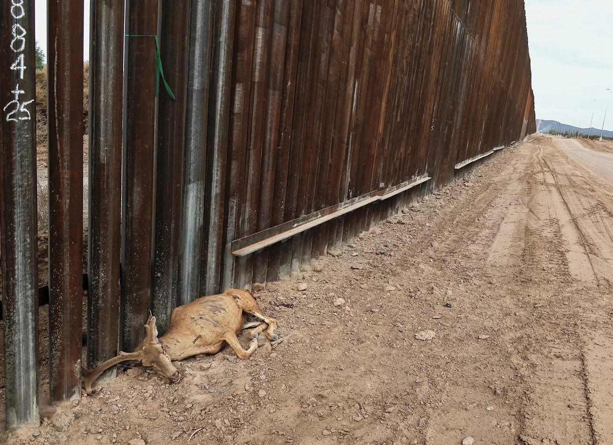 Ahead of Trump Visit, Deer Found Dead Along Border Wall Sparks Outrage